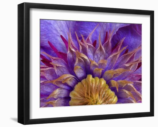 Close-Up of Part of Clematis Blossom-Don Paulson-Framed Photographic Print