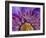 Close-Up of Part of Clematis Blossom-Don Paulson-Framed Photographic Print