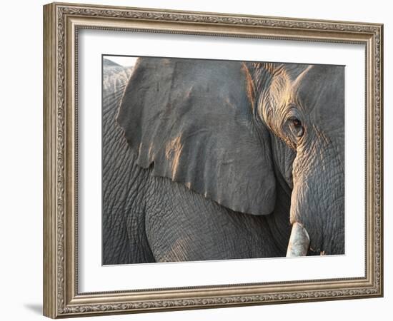 Close Up of Partial Face, African Elephant (Loxodonta Africana), Etosha National Park, Namibia-Kim Walker-Framed Photographic Print