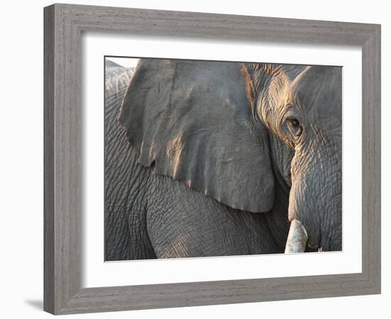 Close Up of Partial Face, African Elephant (Loxodonta Africana), Etosha National Park, Namibia-Kim Walker-Framed Photographic Print