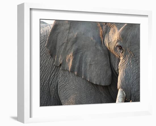 Close Up of Partial Face, African Elephant (Loxodonta Africana), Etosha National Park, Namibia-Kim Walker-Framed Photographic Print