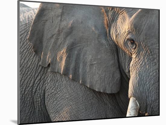 Close Up of Partial Face, African Elephant (Loxodonta Africana), Etosha National Park, Namibia-Kim Walker-Mounted Photographic Print