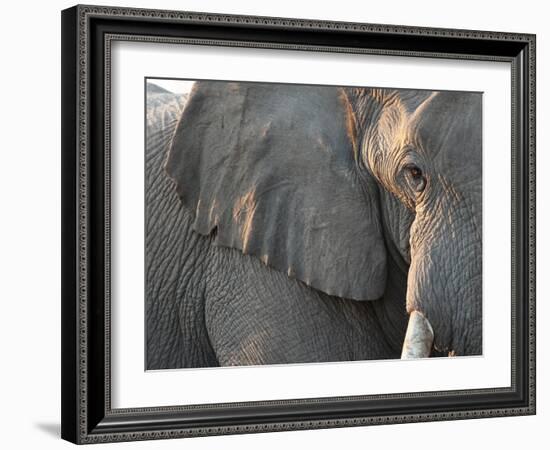 Close Up of Partial Face, African Elephant (Loxodonta Africana), Etosha National Park, Namibia-Kim Walker-Framed Photographic Print