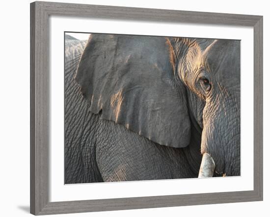 Close Up of Partial Face, African Elephant (Loxodonta Africana), Etosha National Park, Namibia-Kim Walker-Framed Photographic Print