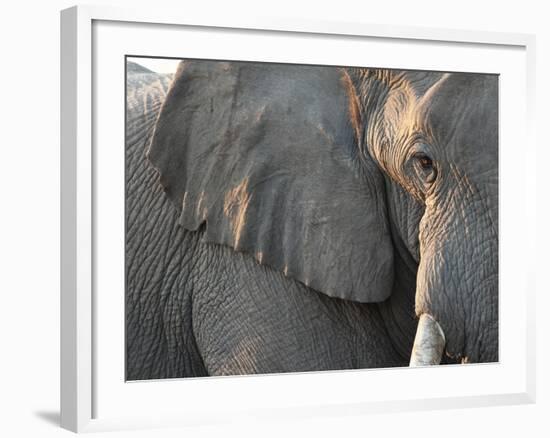 Close Up of Partial Face, African Elephant (Loxodonta Africana), Etosha National Park, Namibia-Kim Walker-Framed Photographic Print