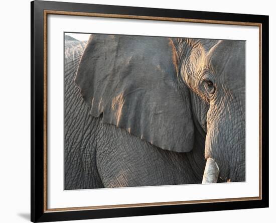 Close Up of Partial Face, African Elephant (Loxodonta Africana), Etosha National Park, Namibia-Kim Walker-Framed Photographic Print