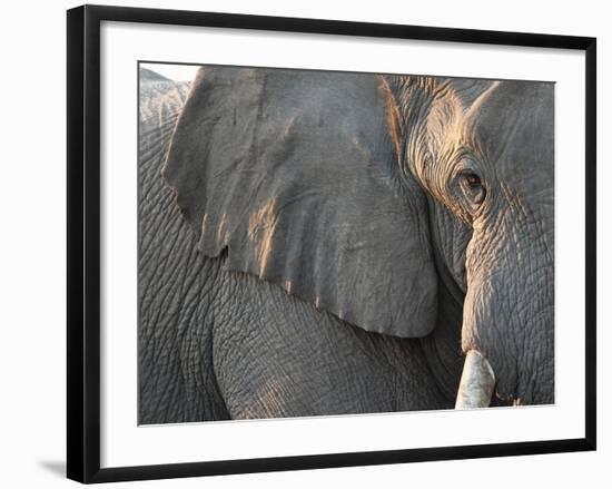 Close Up of Partial Face, African Elephant (Loxodonta Africana), Etosha National Park, Namibia-Kim Walker-Framed Photographic Print