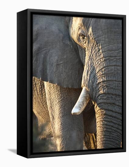 Close Up of Partial Face, African Elephant (Loxodonta Africana), Etosha National Park, Namibia-Kim Walker-Framed Premier Image Canvas