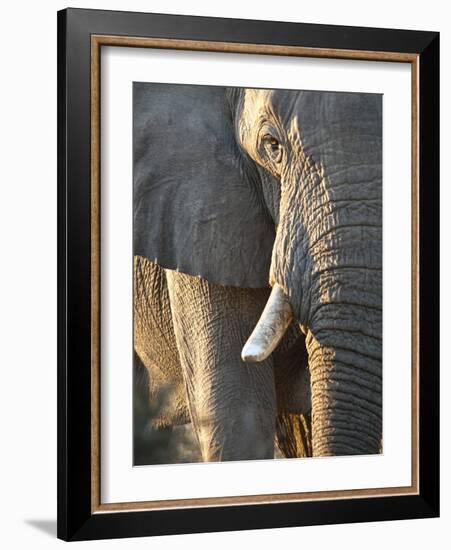 Close Up of Partial Face, African Elephant (Loxodonta Africana), Etosha National Park, Namibia-Kim Walker-Framed Photographic Print