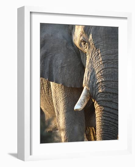 Close Up of Partial Face, African Elephant (Loxodonta Africana), Etosha National Park, Namibia-Kim Walker-Framed Photographic Print