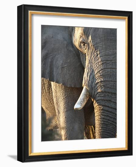 Close Up of Partial Face, African Elephant (Loxodonta Africana), Etosha National Park, Namibia-Kim Walker-Framed Photographic Print