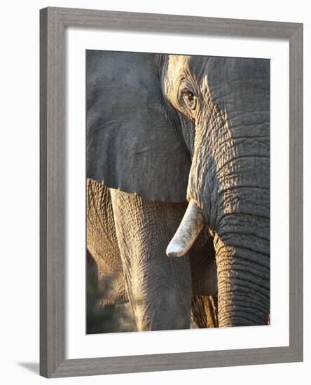 Close Up of Partial Face, African Elephant (Loxodonta Africana), Etosha National Park, Namibia-Kim Walker-Framed Photographic Print
