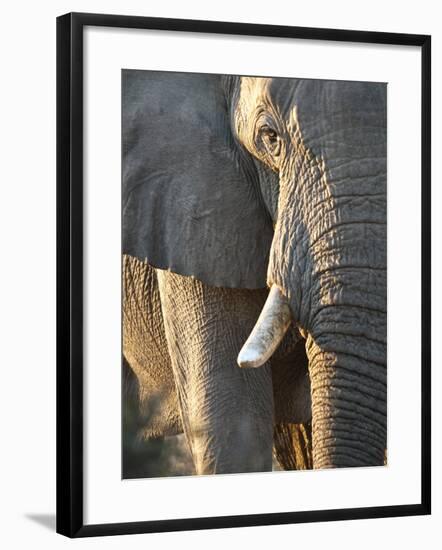 Close Up of Partial Face, African Elephant (Loxodonta Africana), Etosha National Park, Namibia-Kim Walker-Framed Photographic Print