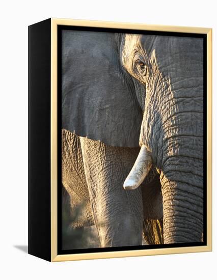 Close Up of Partial Face, African Elephant (Loxodonta Africana), Etosha National Park, Namibia-Kim Walker-Framed Premier Image Canvas