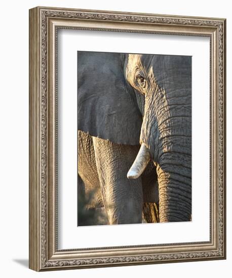 Close Up of Partial Face, African Elephant (Loxodonta Africana), Etosha National Park, Namibia-Kim Walker-Framed Photographic Print