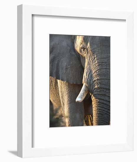 Close Up of Partial Face, African Elephant (Loxodonta Africana), Etosha National Park, Namibia-Kim Walker-Framed Photographic Print