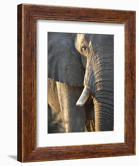 Close Up of Partial Face, African Elephant (Loxodonta Africana), Etosha National Park, Namibia-Kim Walker-Framed Photographic Print