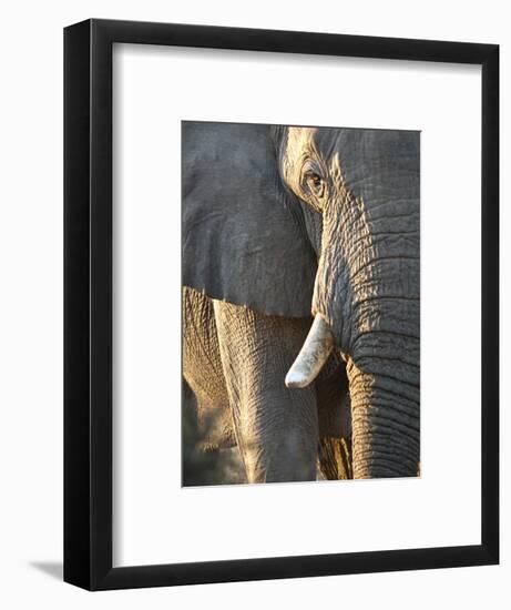 Close Up of Partial Face, African Elephant (Loxodonta Africana), Etosha National Park, Namibia-Kim Walker-Framed Photographic Print