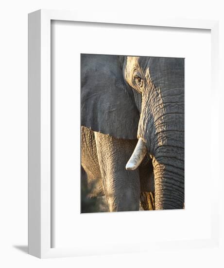 Close Up of Partial Face, African Elephant (Loxodonta Africana), Etosha National Park, Namibia-Kim Walker-Framed Photographic Print