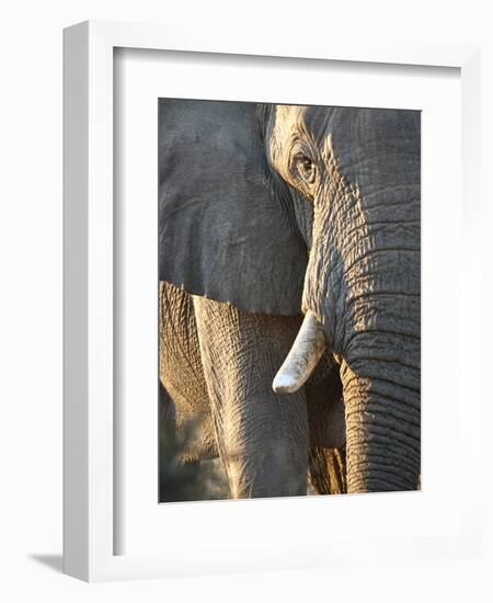 Close Up of Partial Face, African Elephant (Loxodonta Africana), Etosha National Park, Namibia-Kim Walker-Framed Photographic Print