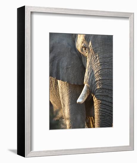 Close Up of Partial Face, African Elephant (Loxodonta Africana), Etosha National Park, Namibia-Kim Walker-Framed Photographic Print