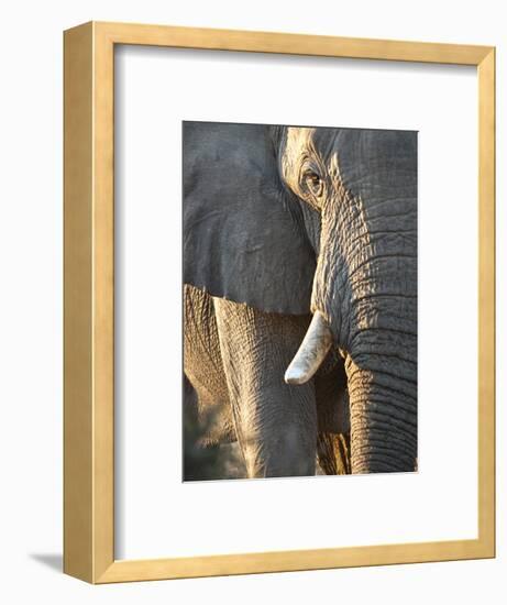 Close Up of Partial Face, African Elephant (Loxodonta Africana), Etosha National Park, Namibia-Kim Walker-Framed Photographic Print