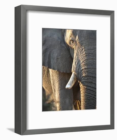 Close Up of Partial Face, African Elephant (Loxodonta Africana), Etosha National Park, Namibia-Kim Walker-Framed Photographic Print