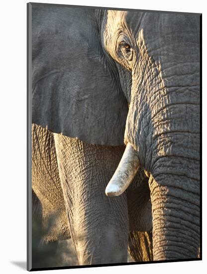 Close Up of Partial Face, African Elephant (Loxodonta Africana), Etosha National Park, Namibia-Kim Walker-Mounted Photographic Print