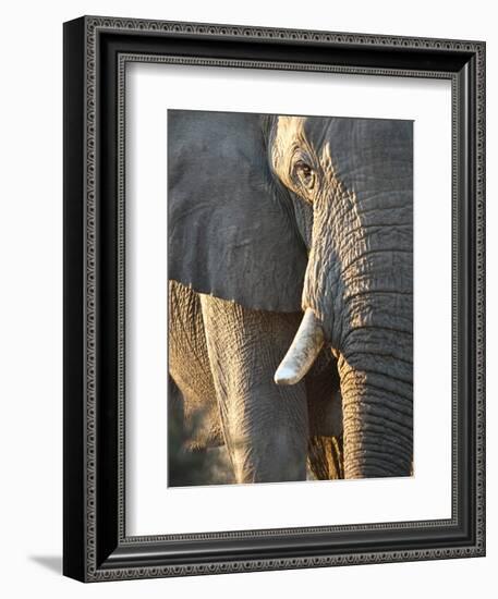 Close Up of Partial Face, African Elephant (Loxodonta Africana), Etosha National Park, Namibia-Kim Walker-Framed Photographic Print