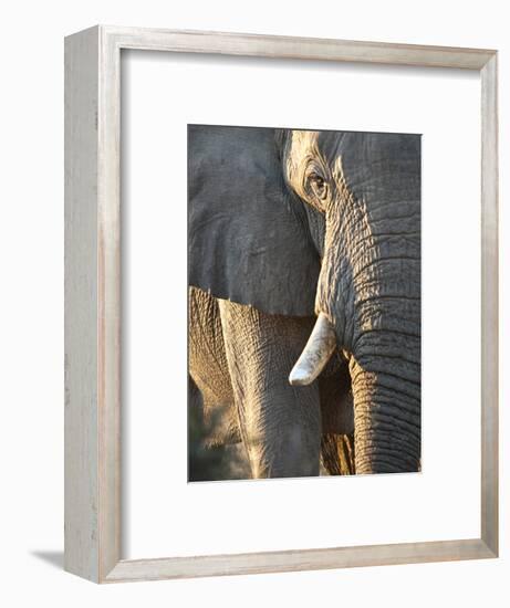 Close Up of Partial Face, African Elephant (Loxodonta Africana), Etosha National Park, Namibia-Kim Walker-Framed Photographic Print