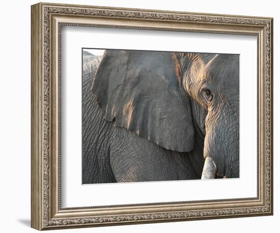 Close Up of Partial Face, African Elephant (Loxodonta Africana), Etosha National Park, Namibia-Kim Walker-Framed Photographic Print