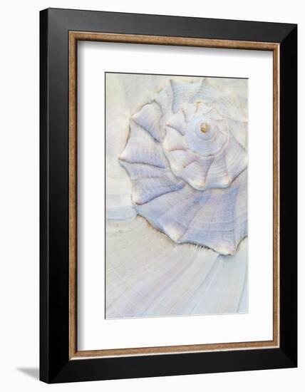 Close-Up of Pastel Seashell, Washington, USA-Jaynes Gallery-Framed Photographic Print