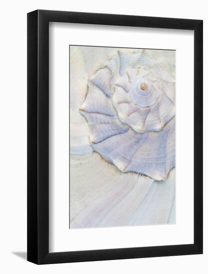 Close-Up of Pastel Seashell, Washington, USA-Jaynes Gallery-Framed Photographic Print