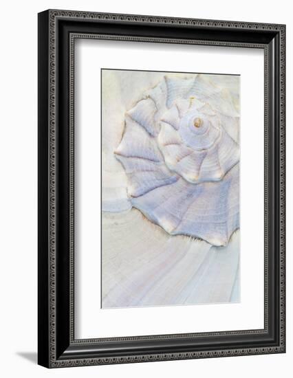 Close-Up of Pastel Seashell, Washington, USA-Jaynes Gallery-Framed Photographic Print