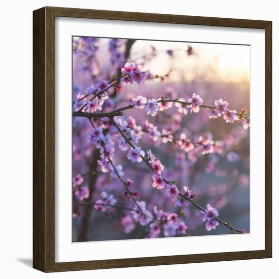 Close up of Peach tree blossom, Lleida, Catalonia, Spain-Juan Carlos Munoz-Framed Photographic Print