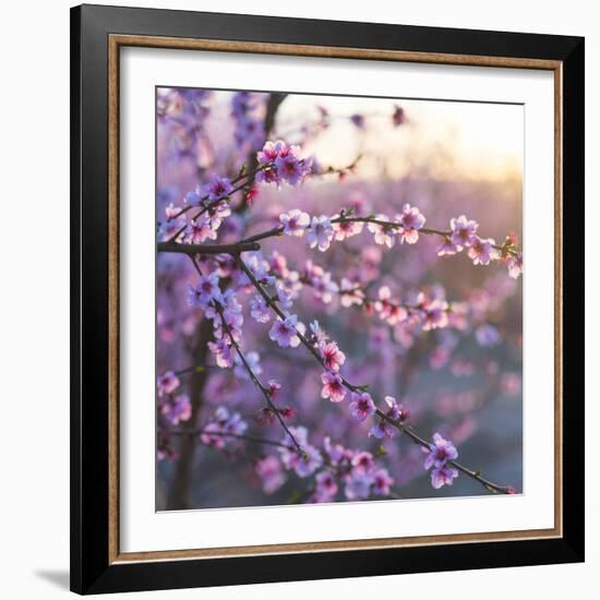 Close up of Peach tree blossom, Lleida, Catalonia, Spain-Juan Carlos Munoz-Framed Photographic Print