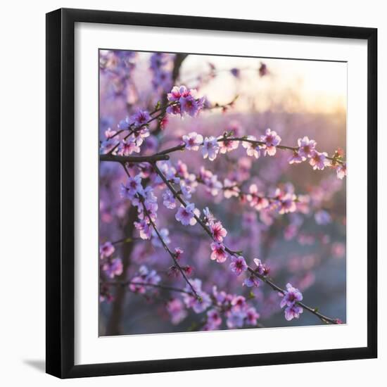 Close up of Peach tree blossom, Lleida, Catalonia, Spain-Juan Carlos Munoz-Framed Photographic Print