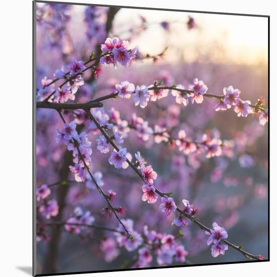 Close up of Peach tree blossom, Lleida, Catalonia, Spain-Juan Carlos Munoz-Mounted Photographic Print