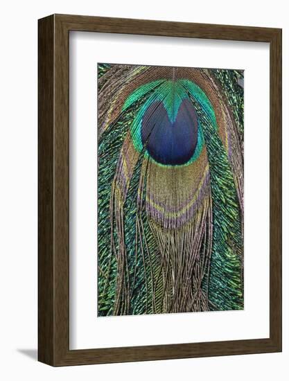 Close-up of peacock tail feather-Maresa Pryor-Framed Photographic Print