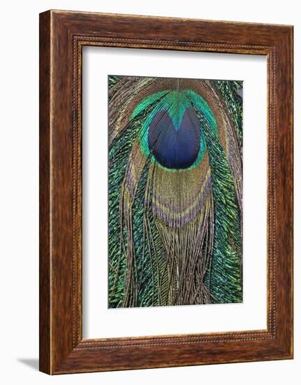 Close-up of peacock tail feather-Maresa Pryor-Framed Photographic Print