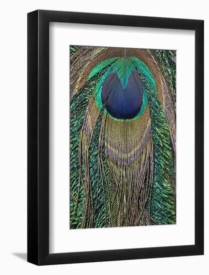 Close-up of peacock tail feather-Maresa Pryor-Framed Photographic Print