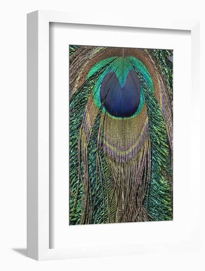 Close-up of peacock tail feather-Maresa Pryor-Framed Photographic Print