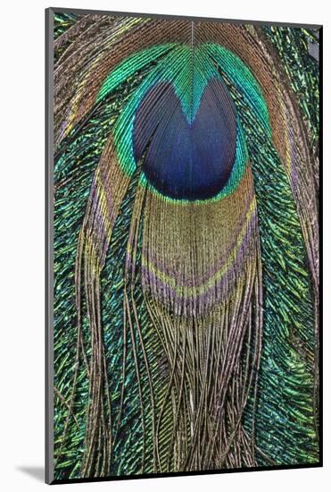 Close-up of peacock tail feather-Maresa Pryor-Mounted Photographic Print