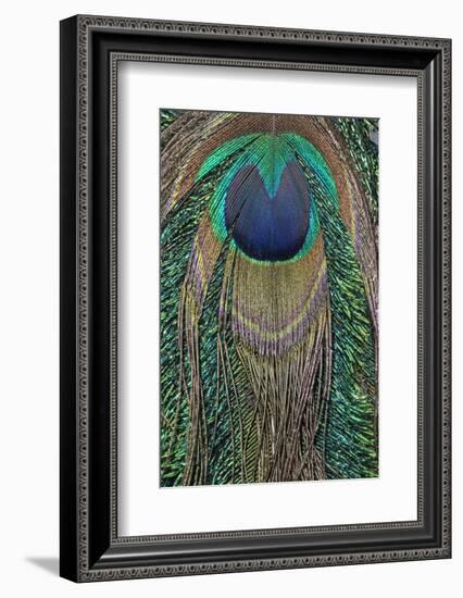 Close-up of peacock tail feather-Maresa Pryor-Framed Photographic Print