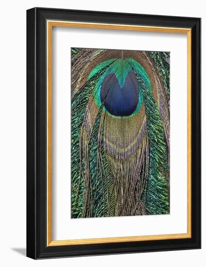 Close-up of peacock tail feather-Maresa Pryor-Framed Photographic Print