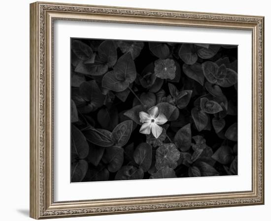 Close-up of Periwinkle flowers, California, USA-Panoramic Images-Framed Photographic Print