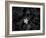 Close-up of Periwinkle flowers, California, USA-Panoramic Images-Framed Photographic Print