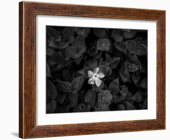 Close-up of Periwinkle flowers, California, USA-Panoramic Images-Framed Photographic Print