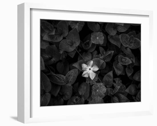 Close-up of Periwinkle flowers, California, USA-Panoramic Images-Framed Photographic Print