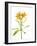 Close-up of Peruvian lily flowers-Panoramic Images-Framed Photographic Print